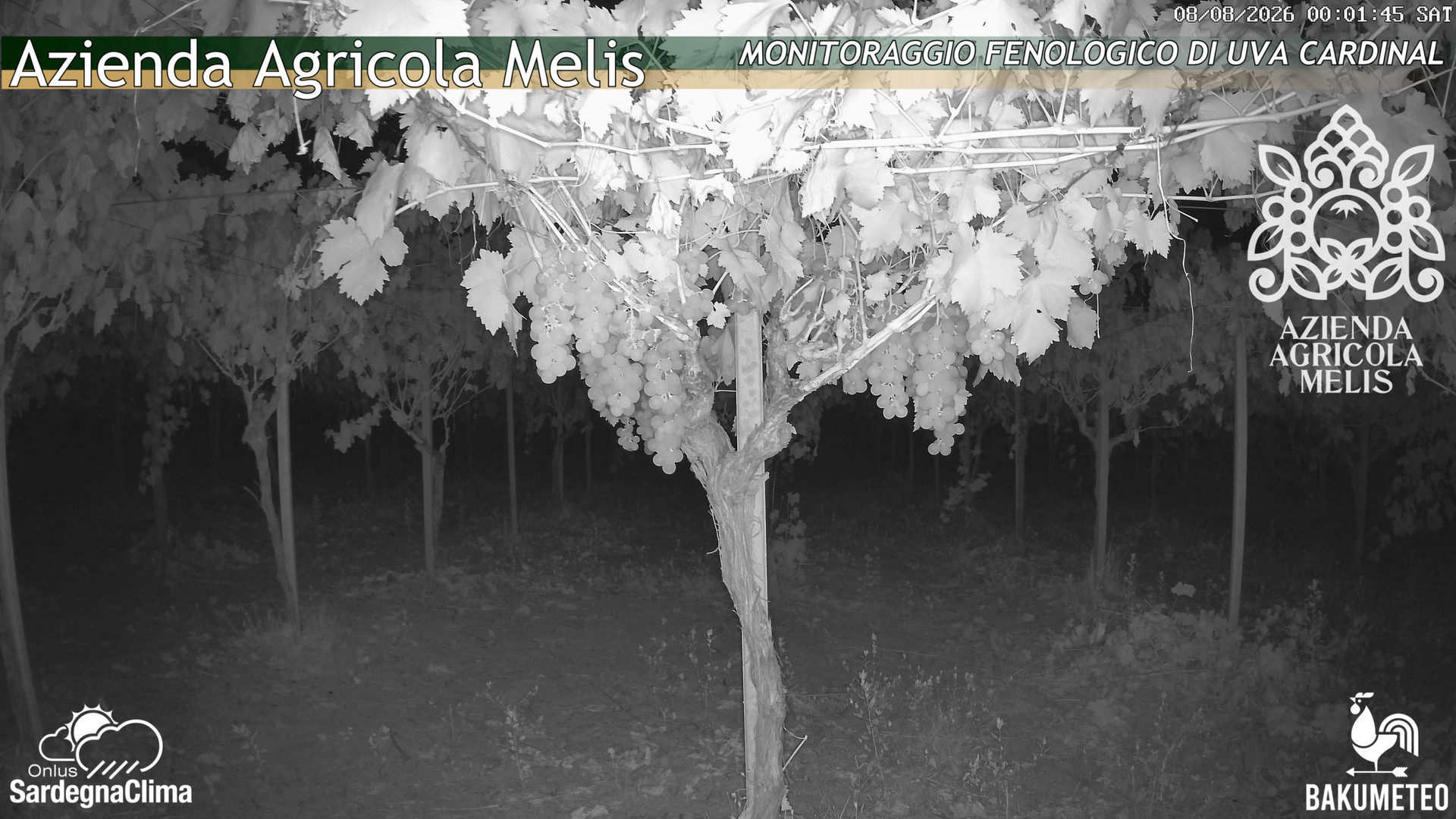 time-lapse frame, Bari Sardo - Fenologica webcam