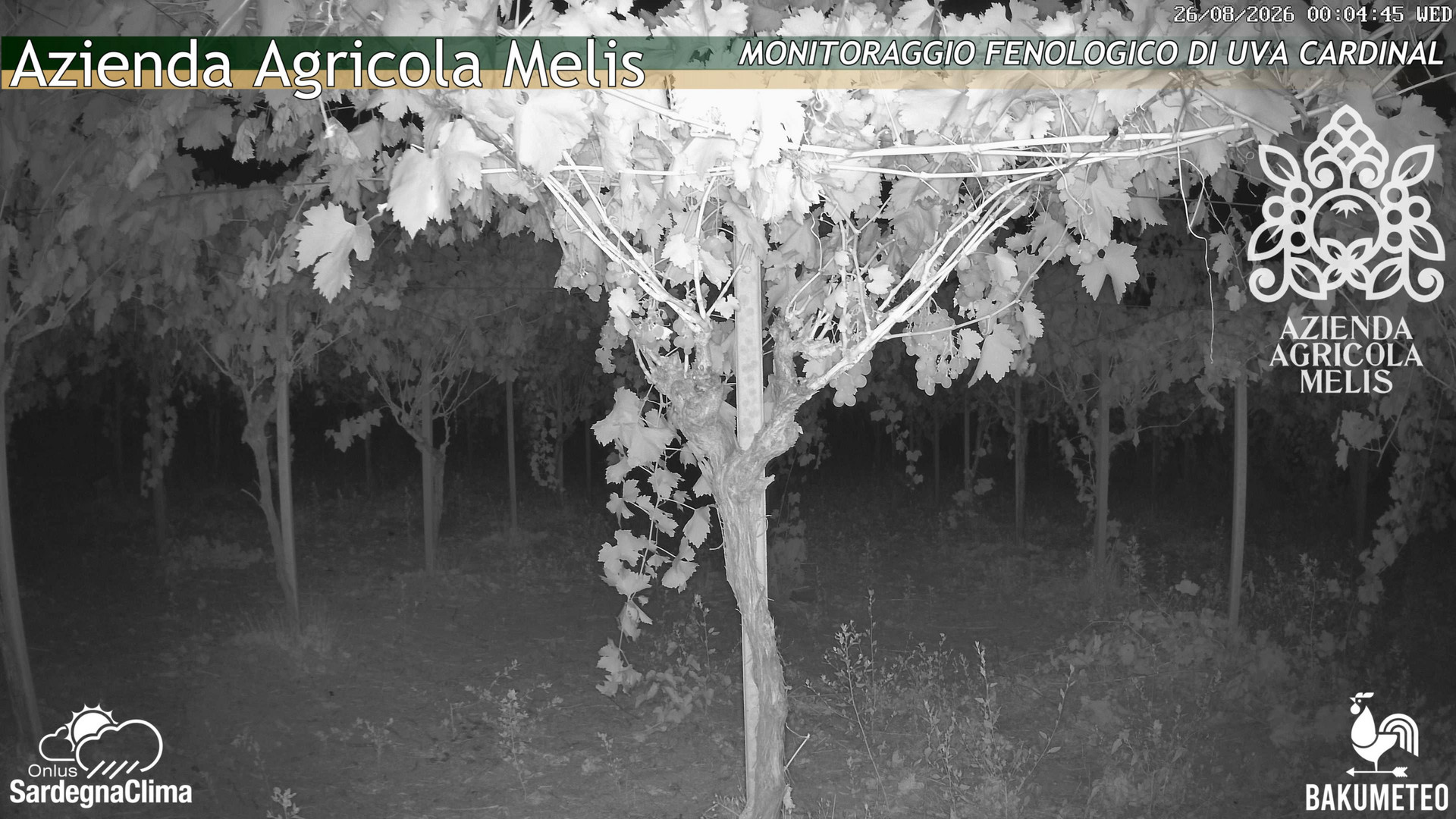 time-lapse frame, Bari Sardo - Fenologica webcam