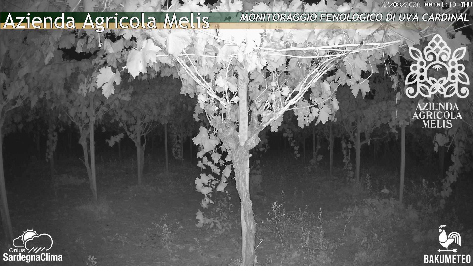 time-lapse frame, Bari Sardo - Fenologica webcam