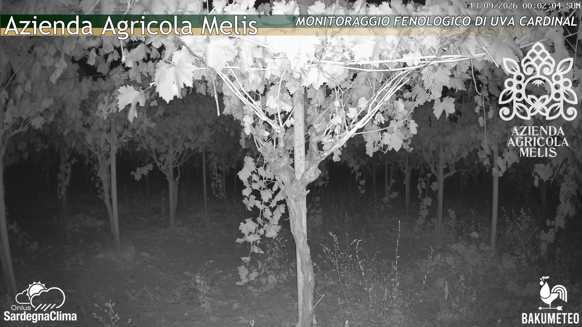 time-lapse frame, Bari Sardo - Fenologica webcam