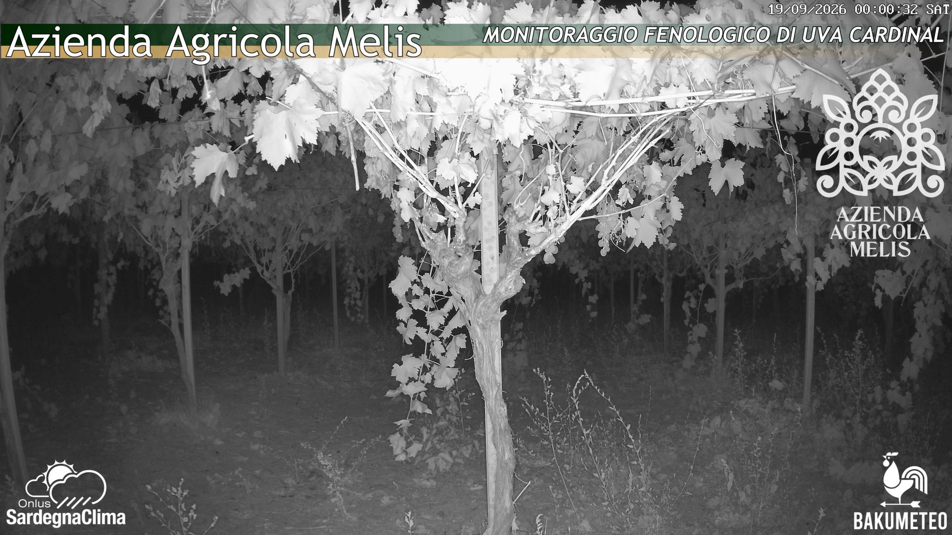 time-lapse frame, Bari Sardo - Fenologica webcam