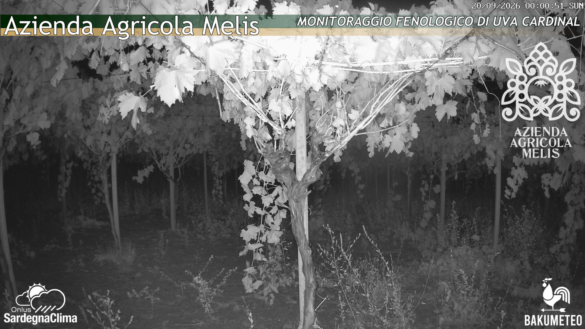time-lapse frame, Bari Sardo - Fenologica webcam