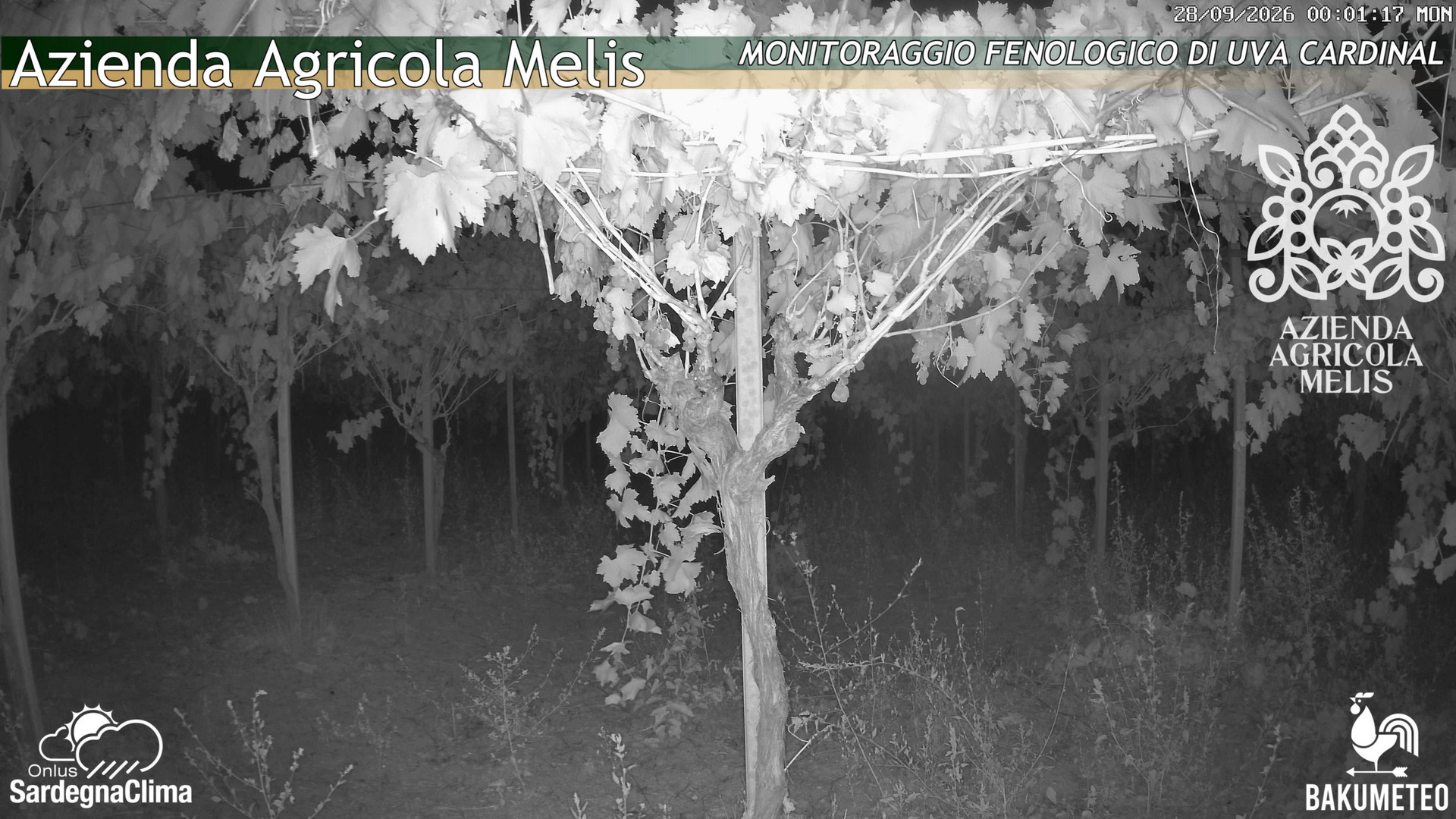 time-lapse frame, Bari Sardo - Fenologica webcam