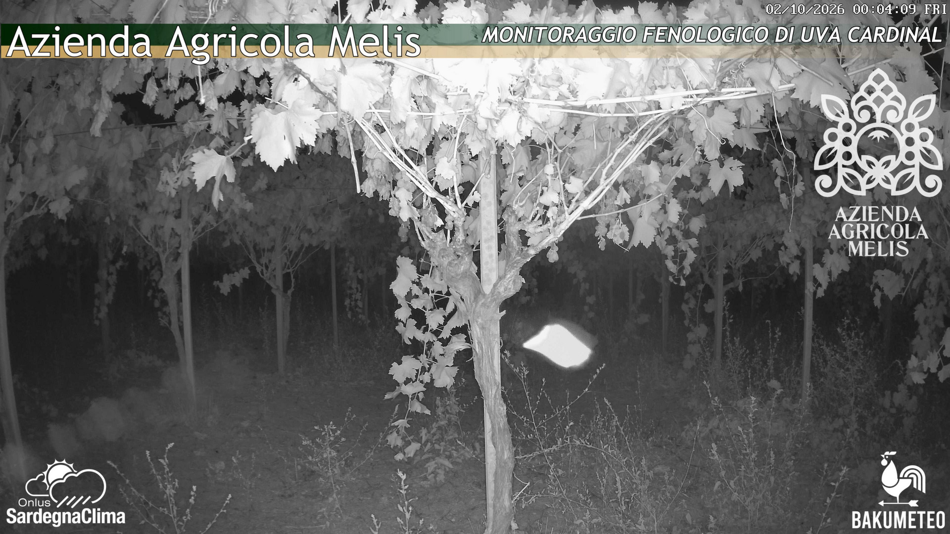 time-lapse frame, Bari Sardo - Fenologica webcam