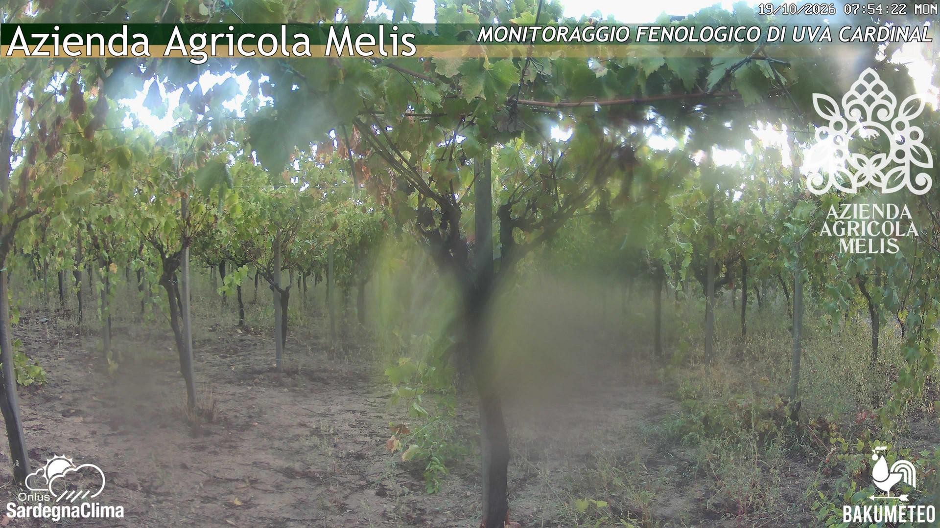 time-lapse frame, Bari Sardo - Fenologica webcam