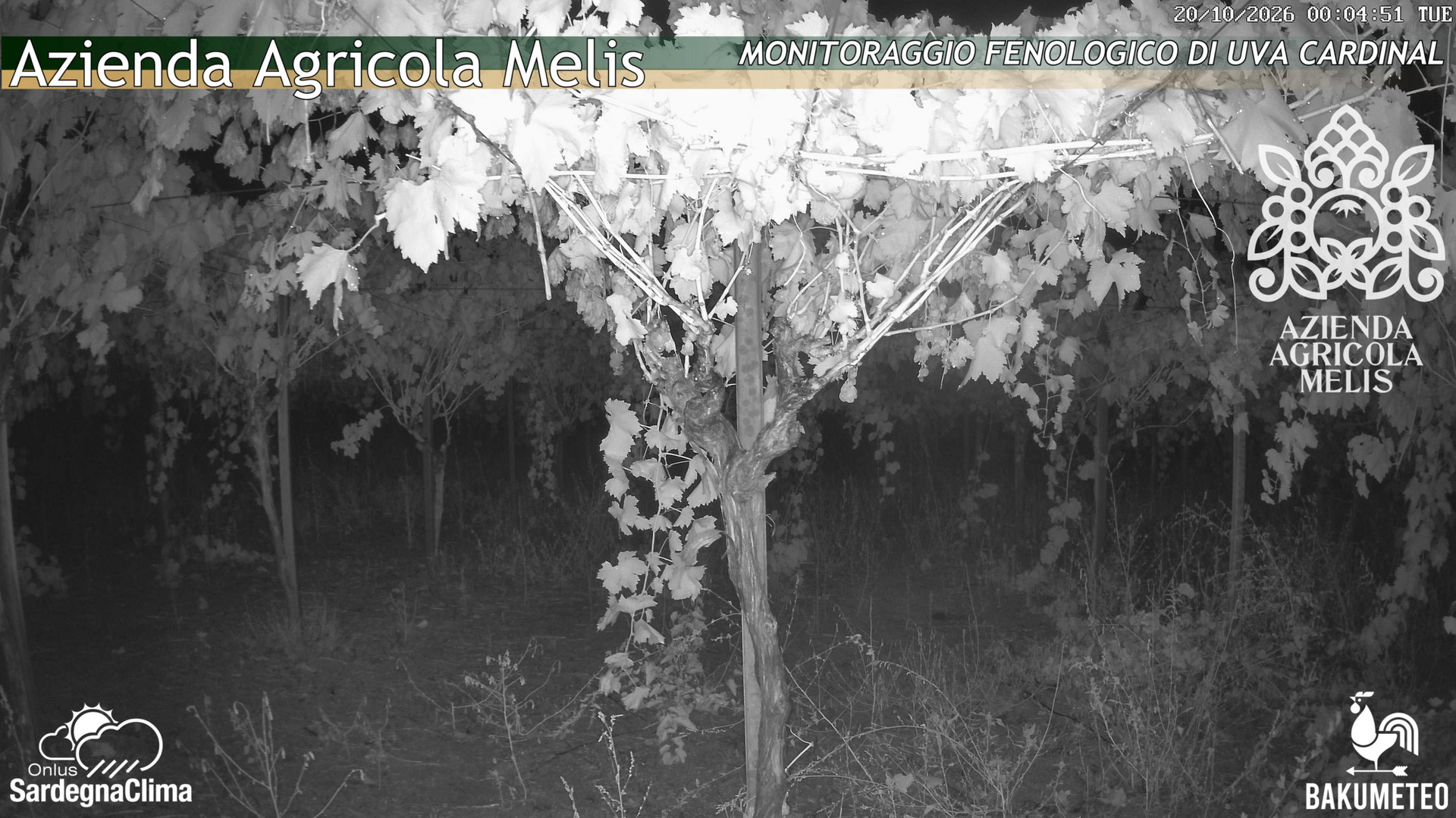 time-lapse frame, Bari Sardo - Fenologica webcam