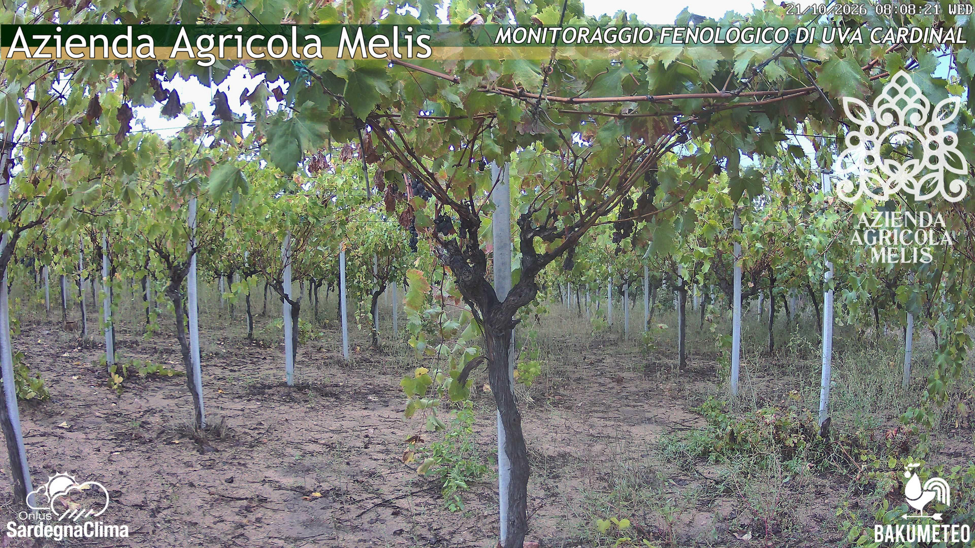 time-lapse frame, Bari Sardo - Fenologica webcam