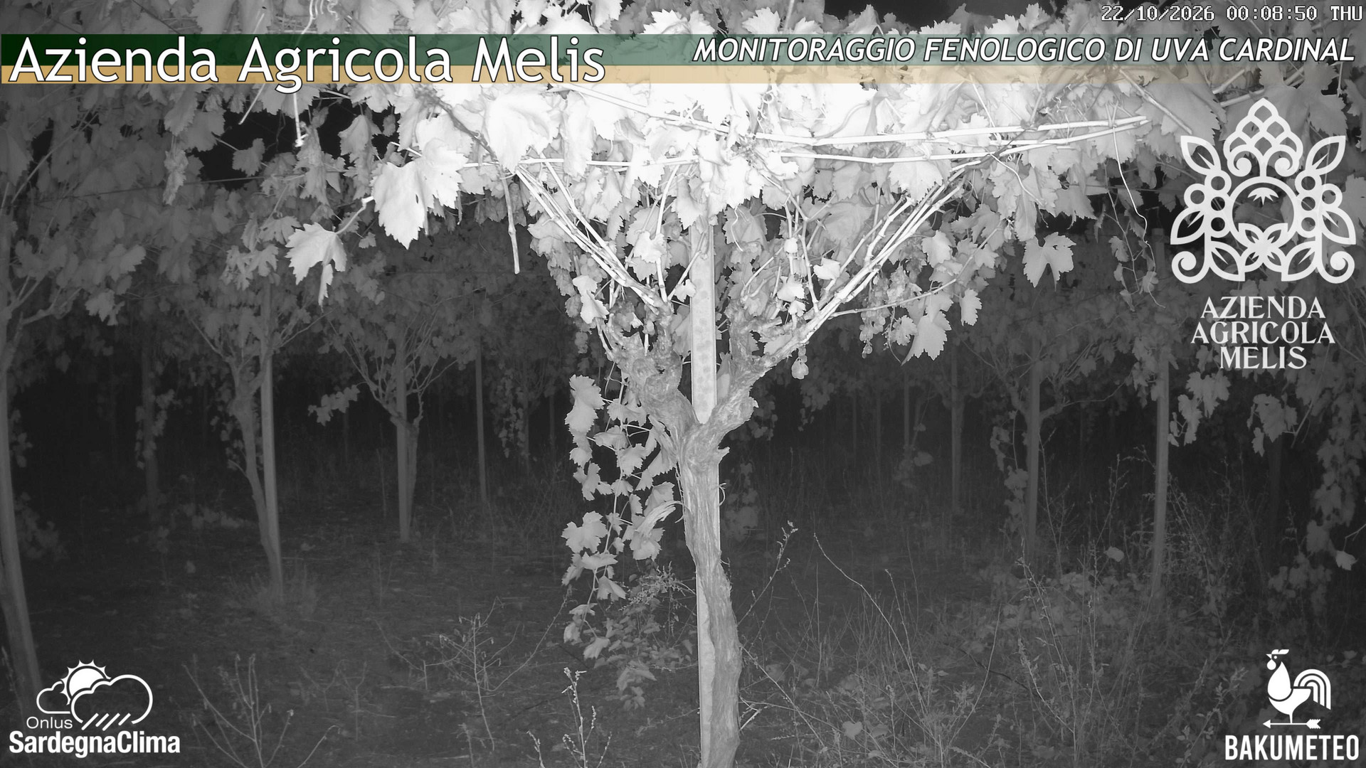 time-lapse frame, Bari Sardo - Fenologica webcam