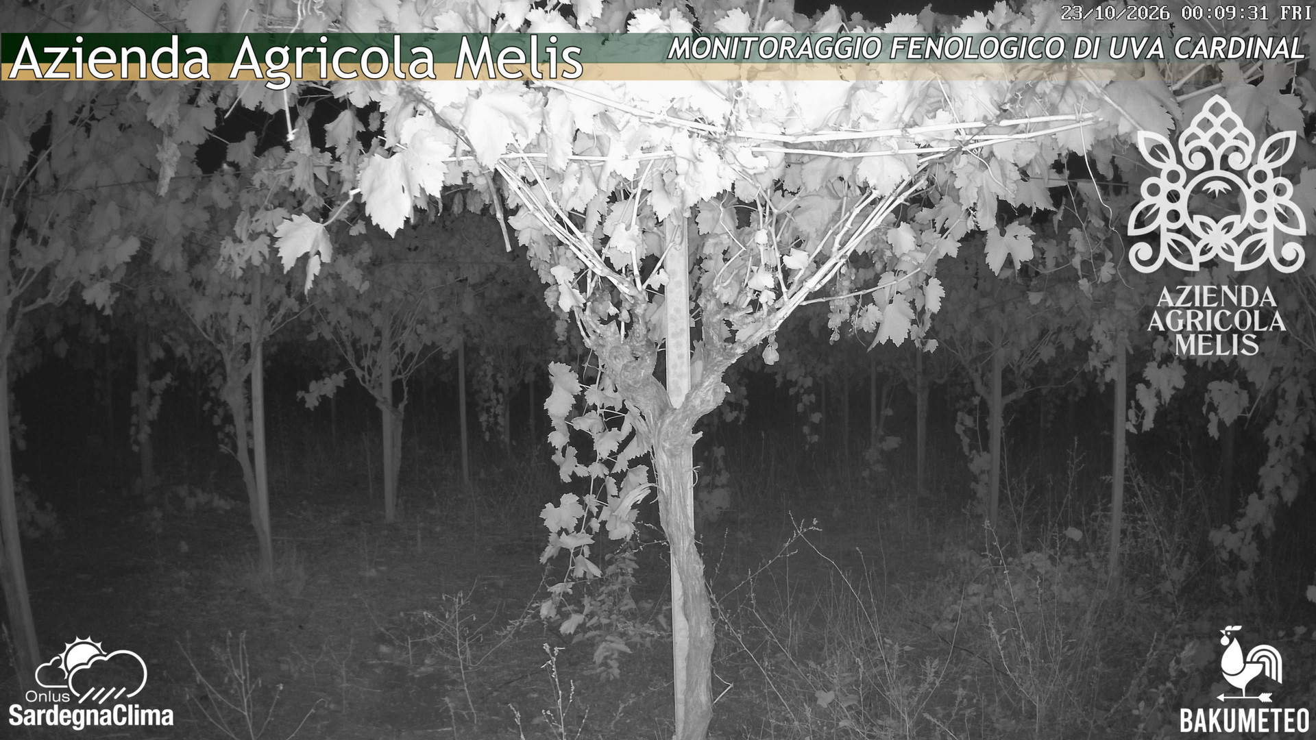 time-lapse frame, Bari Sardo - Fenologica webcam