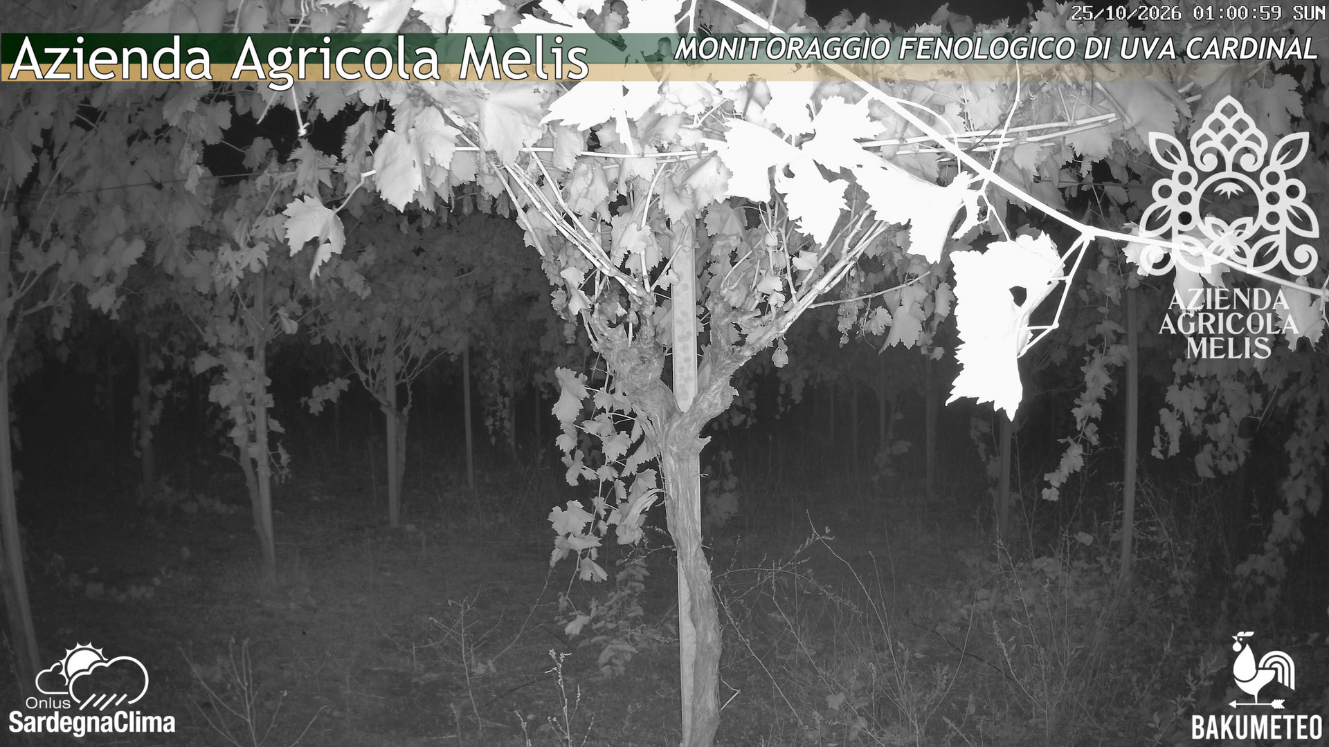 time-lapse frame, Bari Sardo - Fenologica webcam