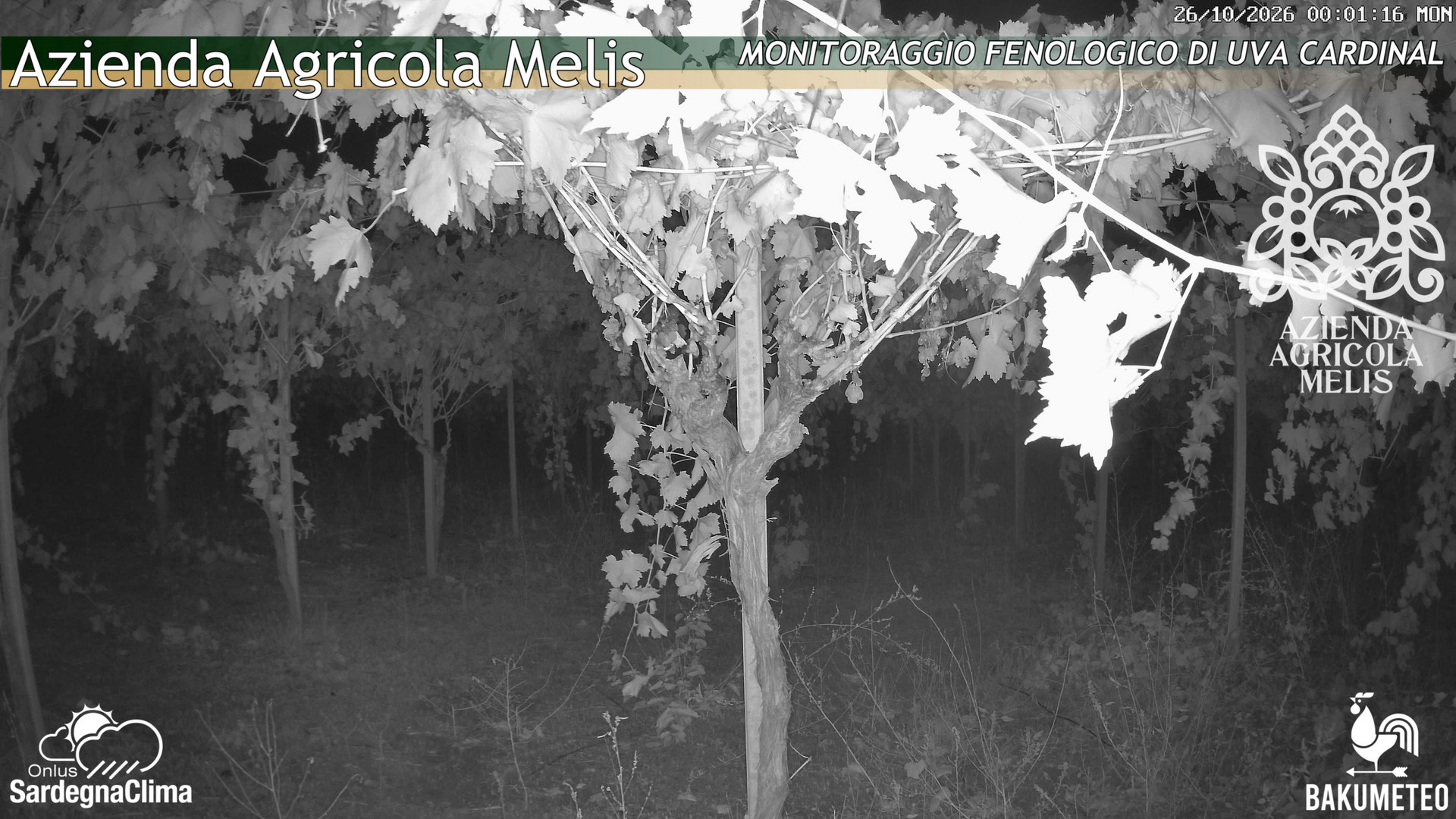 time-lapse frame, Bari Sardo - Fenologica webcam