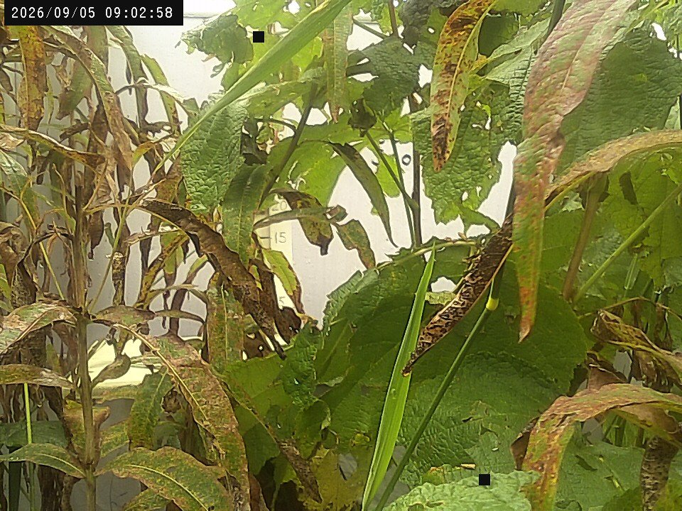 time-lapse frame, Weather Cam webcam