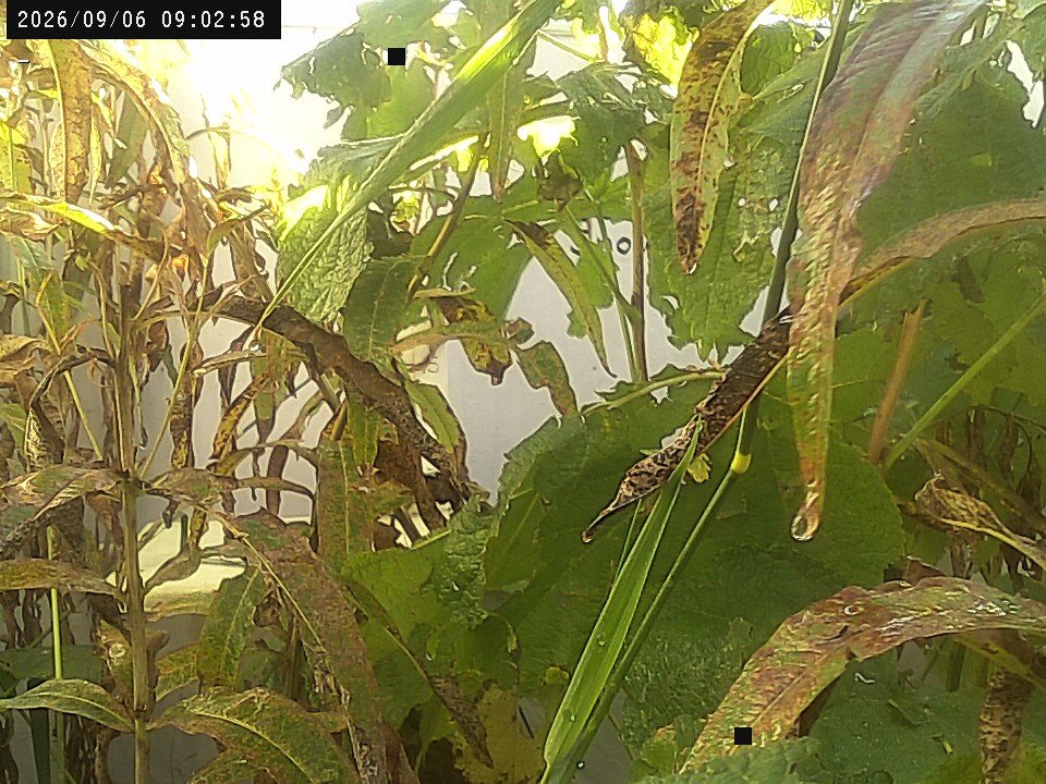 time-lapse frame, Weather Cam webcam