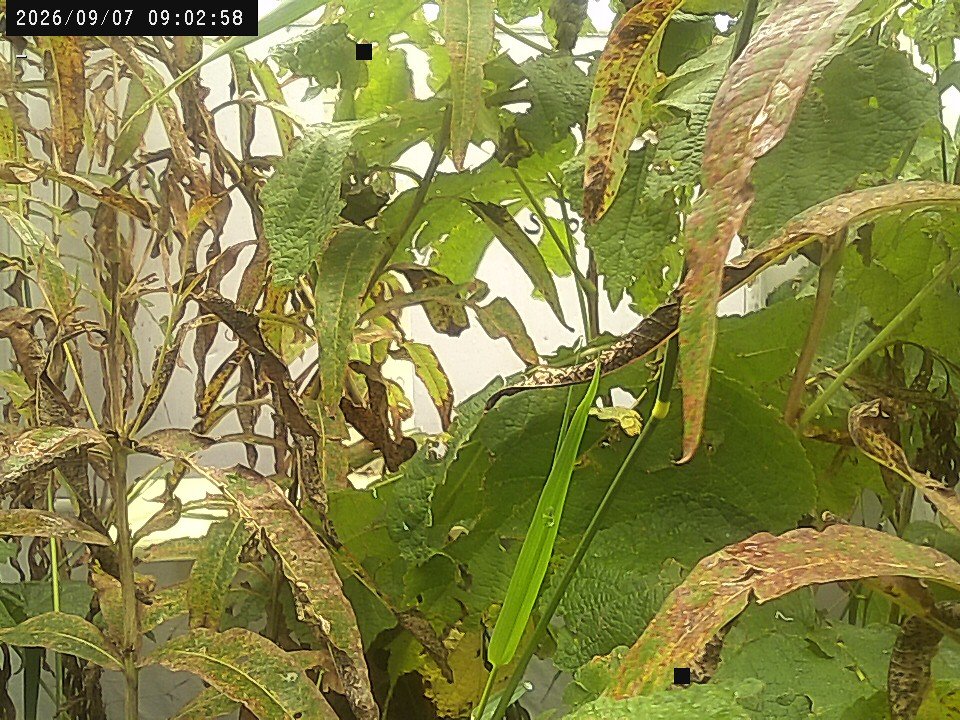 time-lapse frame, Weather Cam webcam