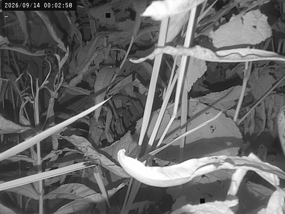 time-lapse frame, Weather Cam webcam