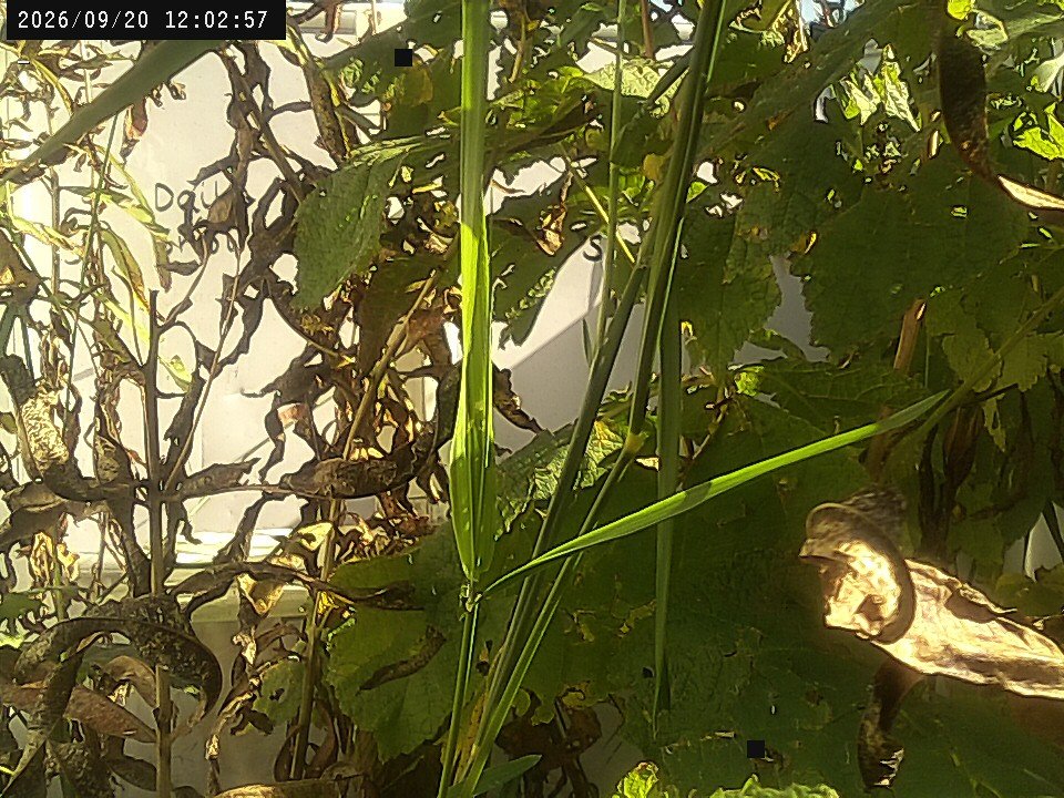 view from Weather Cam on 2026-09-20