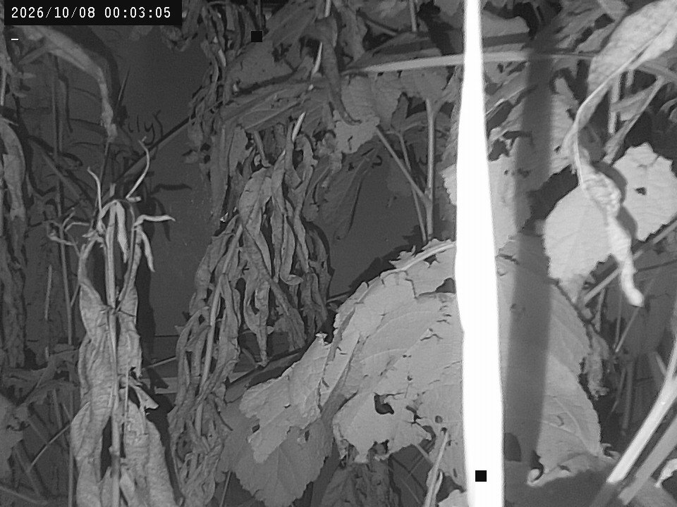 time-lapse frame, Weather Cam webcam