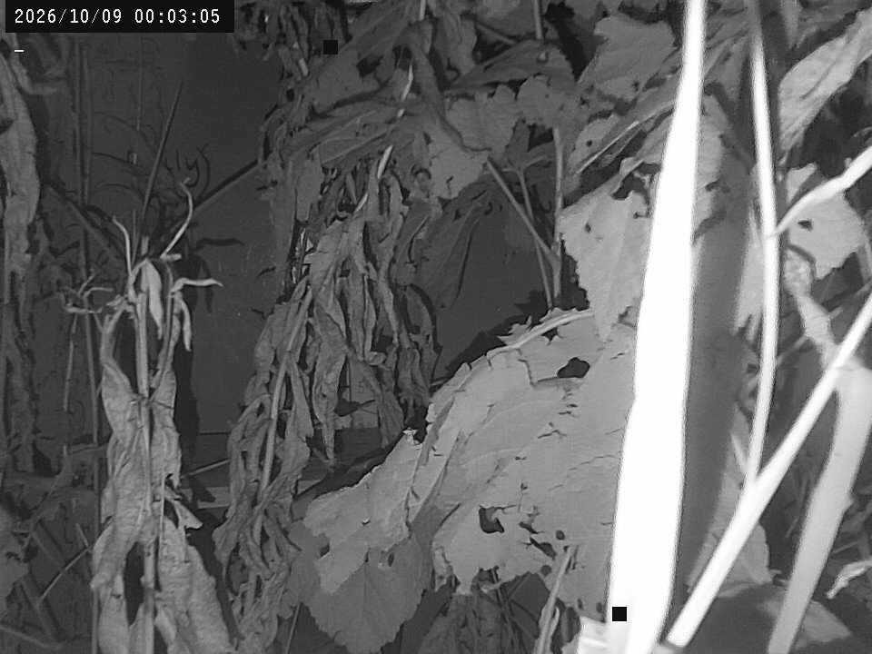 time-lapse frame, Weather Cam webcam