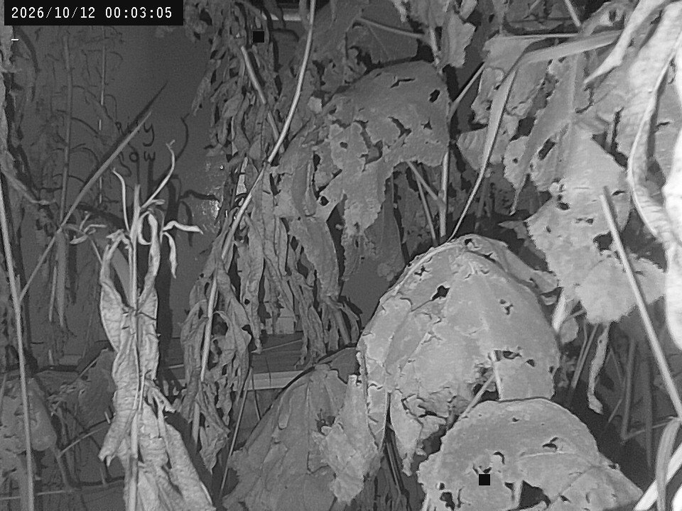time-lapse frame, Weather Cam webcam