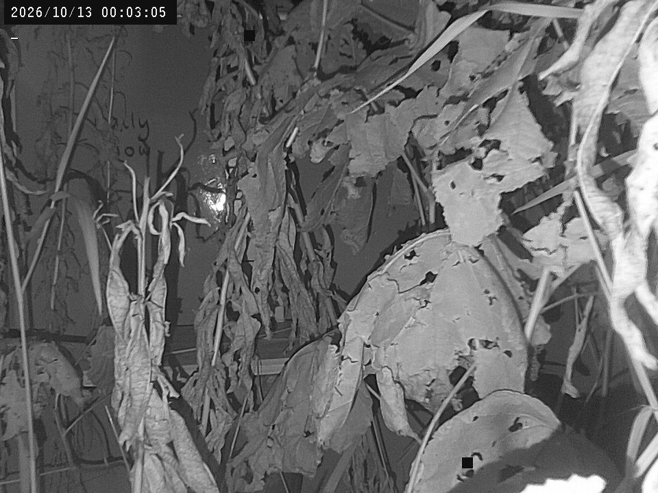 time-lapse frame, Weather Cam webcam