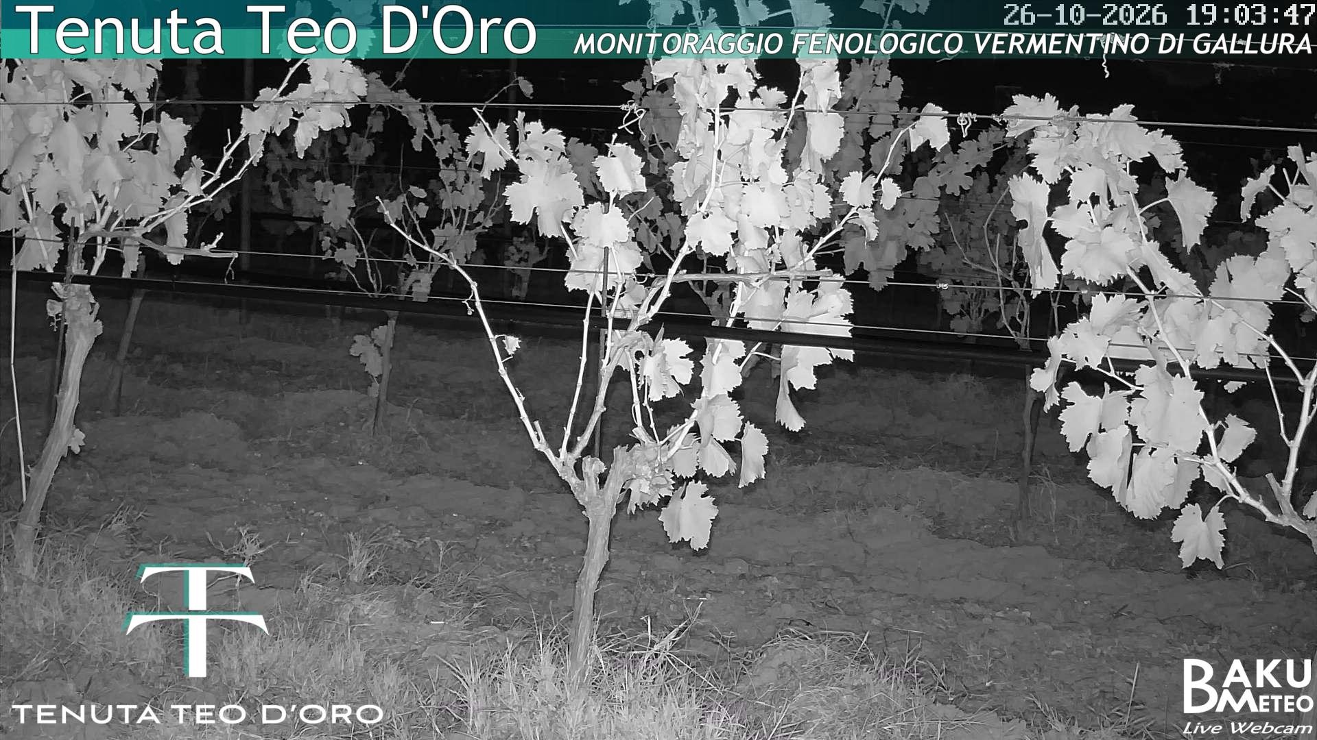 Teodoro animated GIF